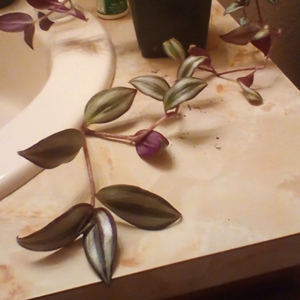 alive inch house plant